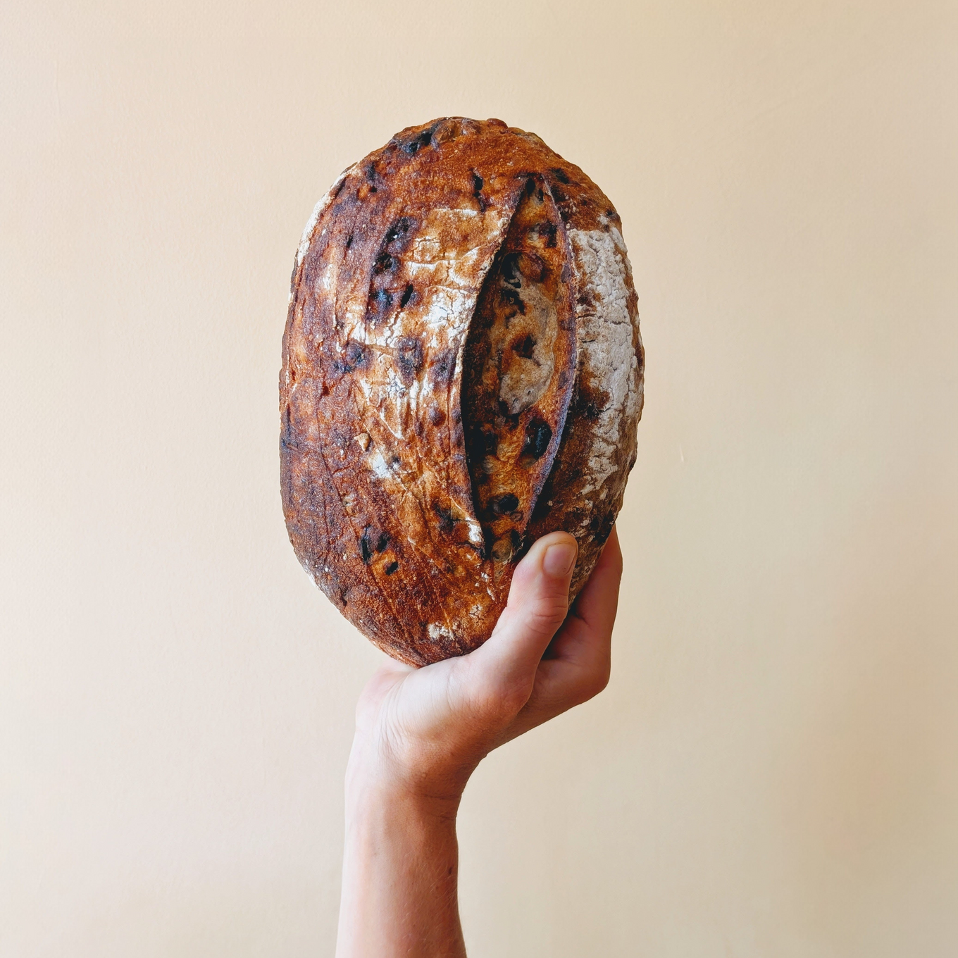 Hand holding a round scored sourdough loaf studded with dark pieces against a pale background.