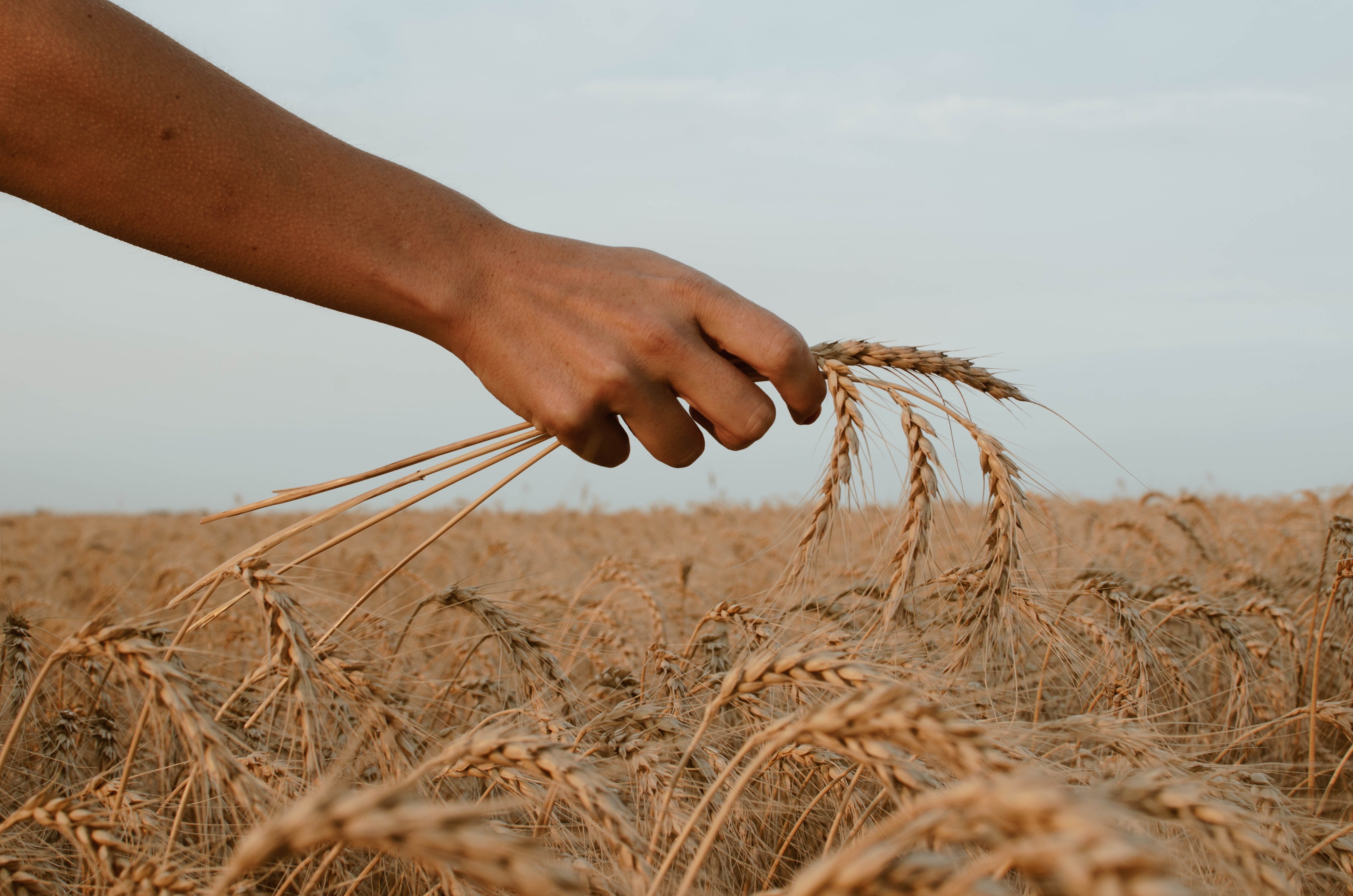 A hand holding wheat in a field, symbolizing gluten.