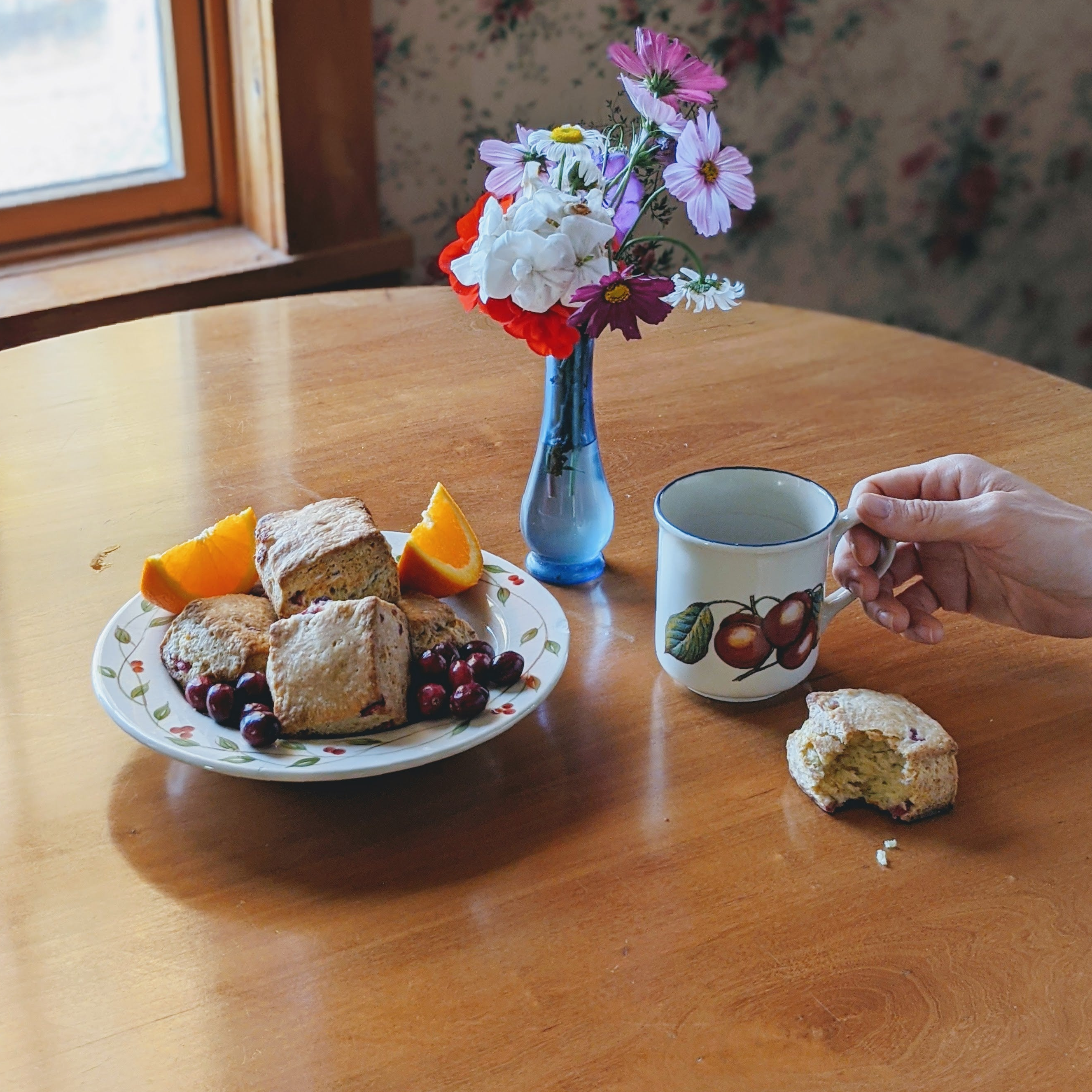 Plate of orange-cranberry biscuits with orange wedges and cherries; bitten biscuit beside mug held by hand, blue vase.