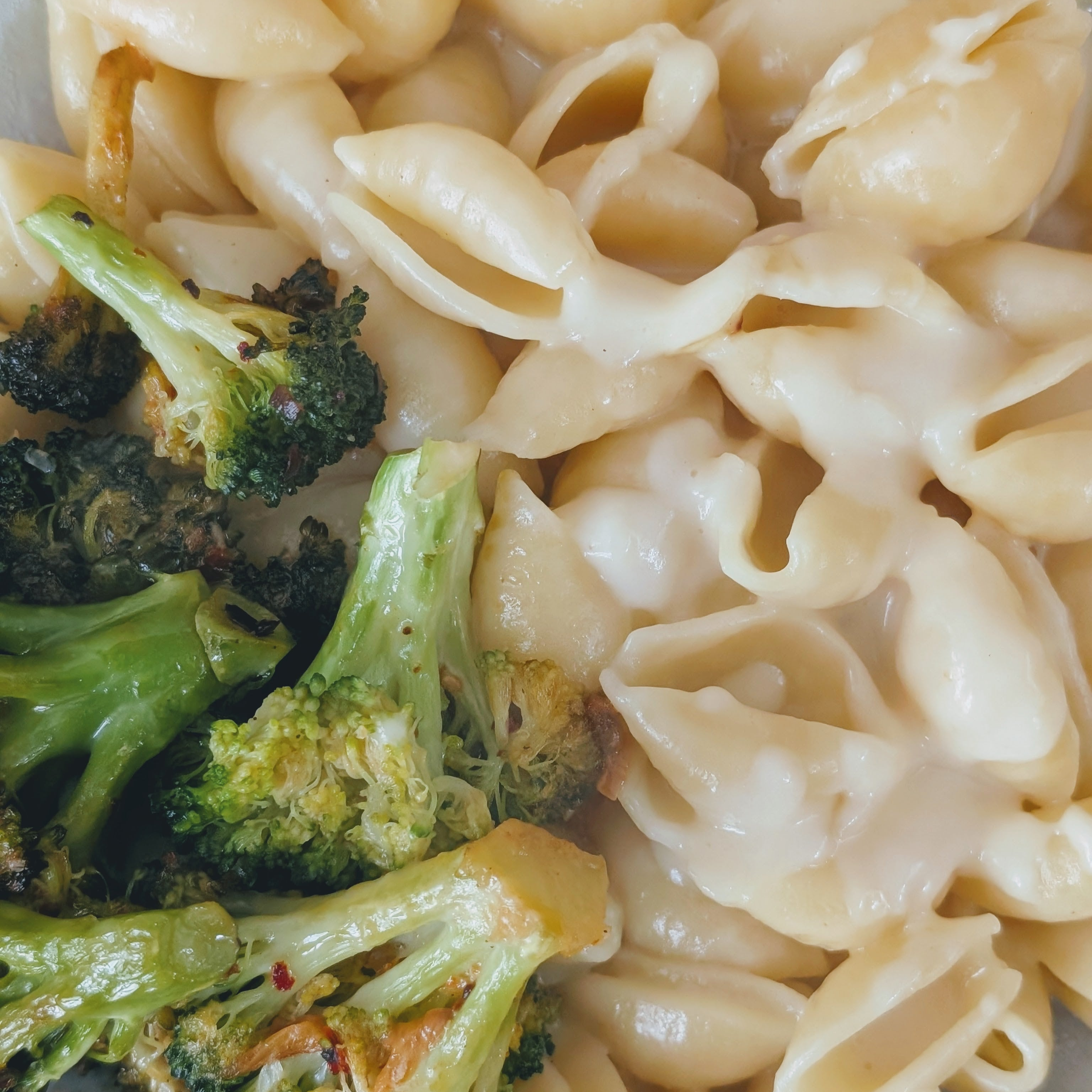 Close-up of pasta shells in creamy white cheese sauce with roasted broccoli florets