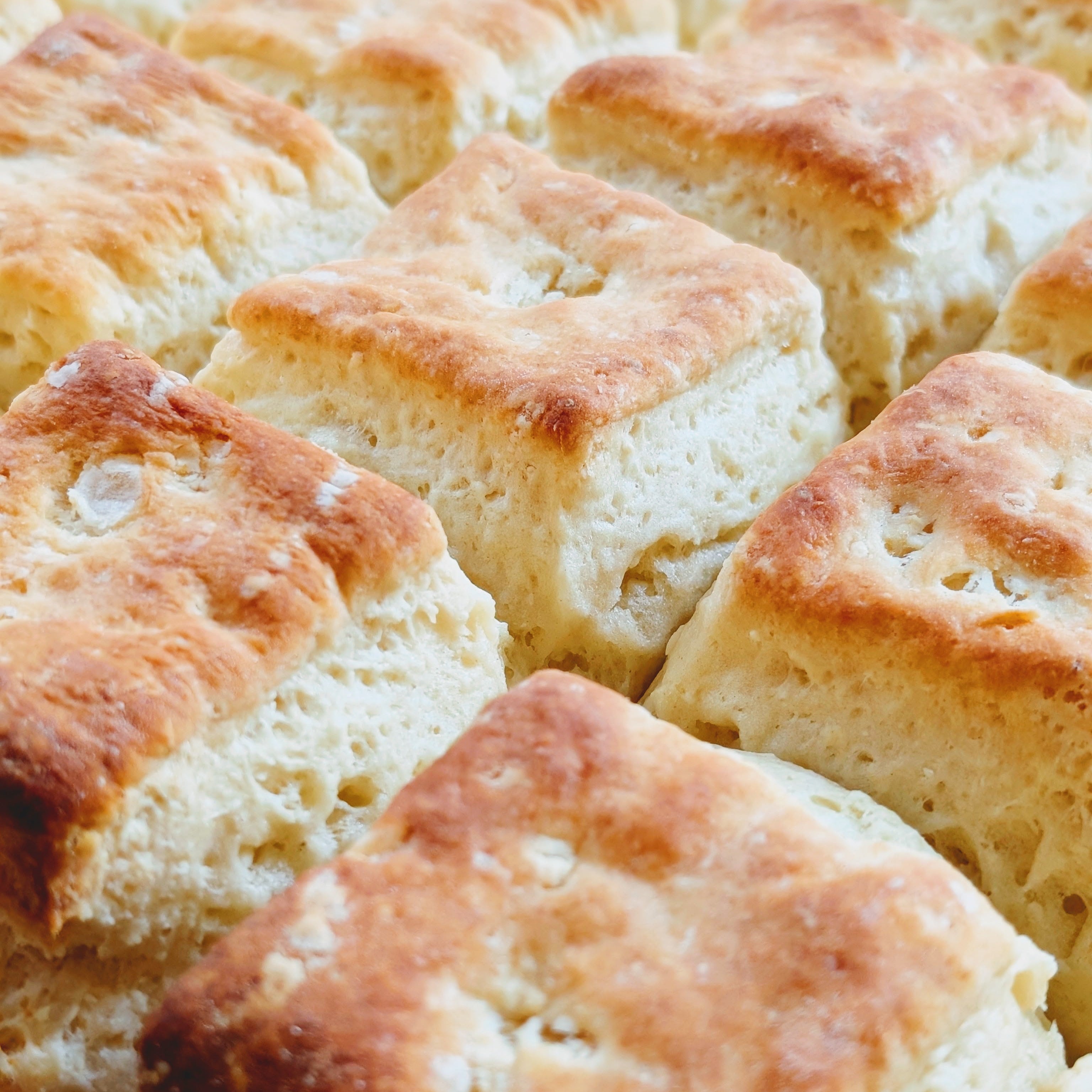Golden-brown square biscuits with flaky tops, arranged closely in rows.