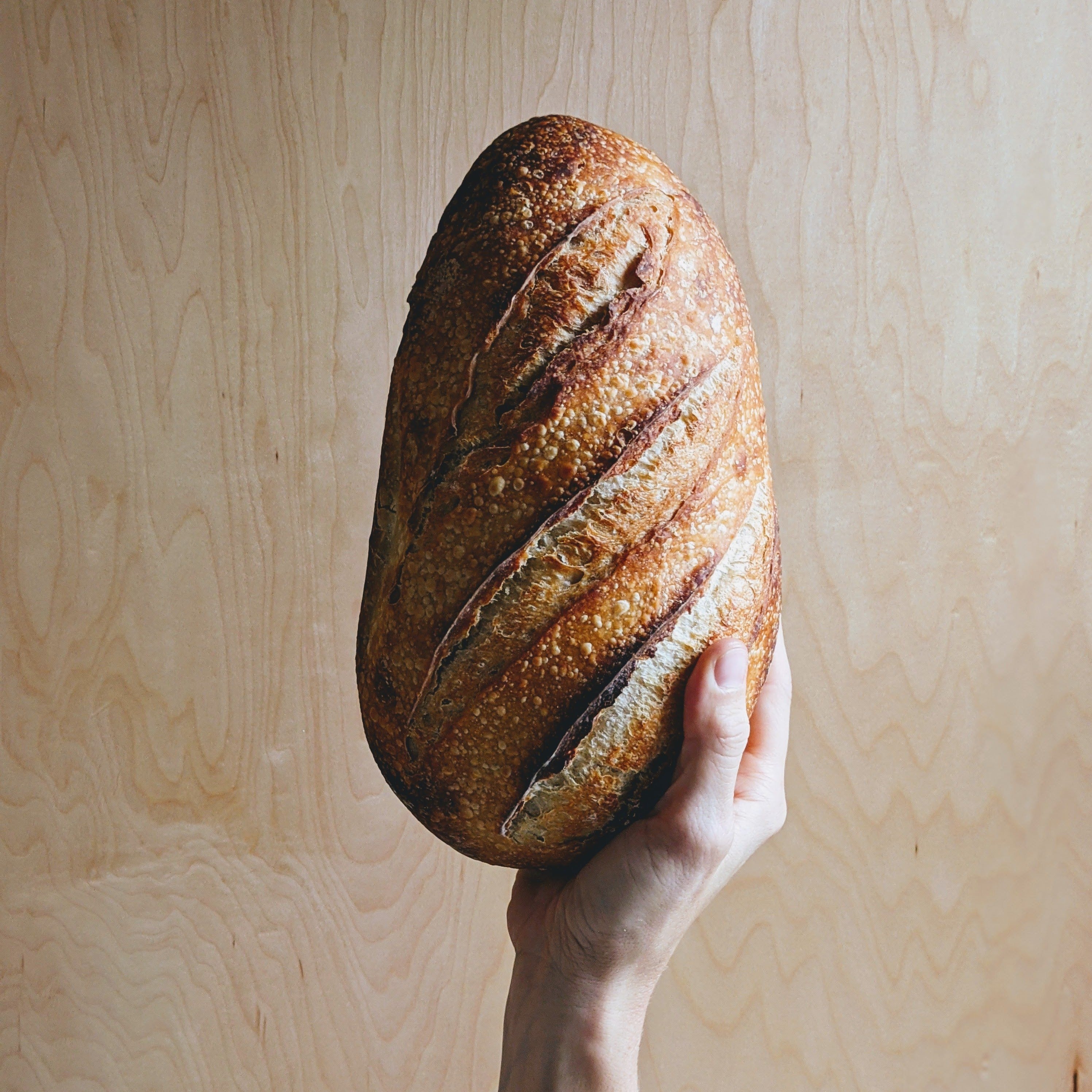 A hand holding a crusty, oval-shaped plain sourdough loaf with slashes on top.